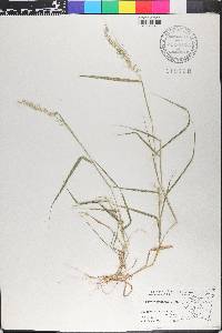 Aegopogon cenchroides image