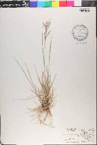 Eragrostis acutiflora image