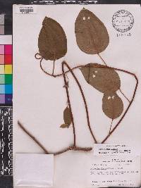 Schisandra glabra image