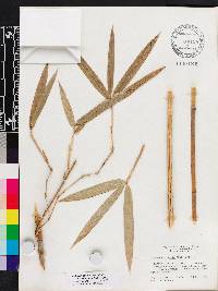 Arundinaria gigantea image