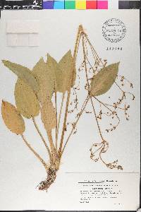 Alisma plantago-aquatica image