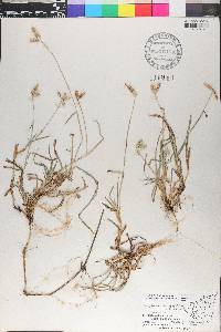 Dactyloctenium aegyptium image