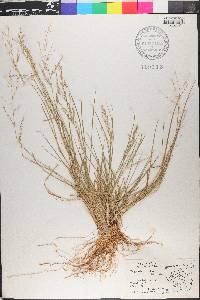 Eragrostis acutiflora image