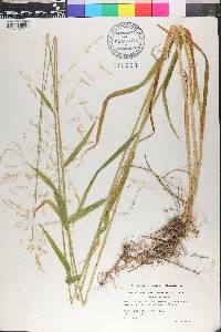 Milium effusum image