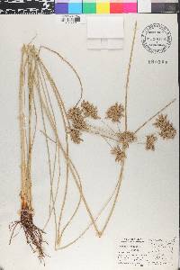 Cyperus elegans image