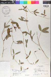 Galactia brachypoda image