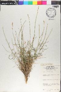 Reseda complicata image