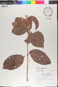 Coccoloba swartzii image
