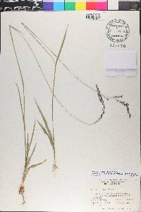 Zuloagaea bulbosa image