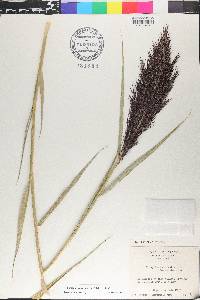 Phragmites australis image