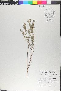 Euphorbia lecheoides image