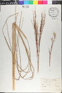 Andropogon bicornis image