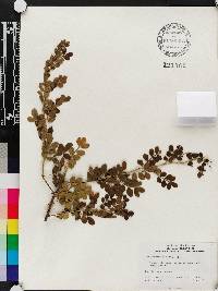 Zanthoxylum fagara image