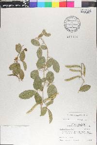Galactia striata image