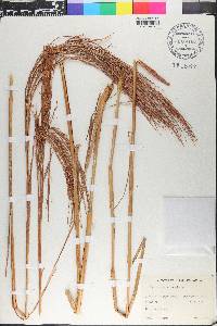 Andropogon bicornis image