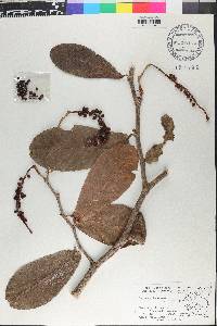 Coccoloba floribunda image