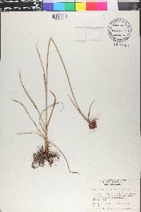 Cyperus tenerrimus image
