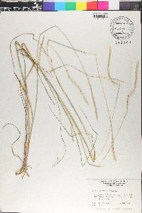 Elionurus ciliaris image