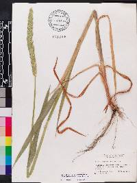 Phalaris angusta image