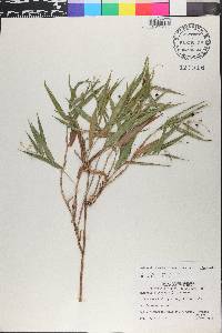 Lasiacis divaricata image