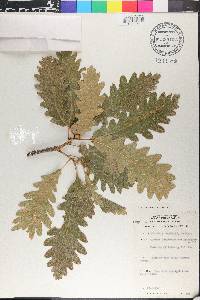 Quercus pyrenaica image