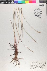 Eleocharis tiarata image