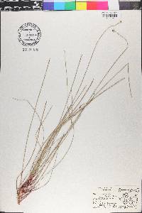 Eleocharis pachystyla image
