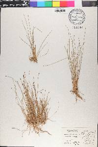 Eleocharis filiculmis image