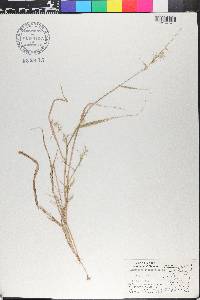 Aegopogon cenchroides image