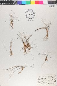 Eleocharis minima image
