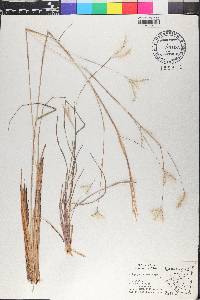 Andropogon leucostachyus image