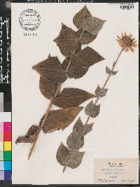 Helianthus mollis image