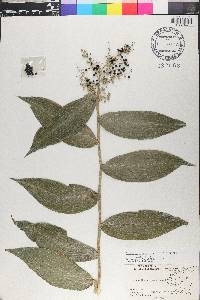 Lasiacis ruscifolia image