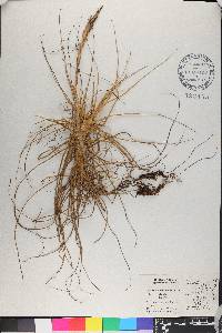 Tillandsia schiedeana image