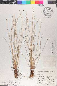Eleocharis geniculata image