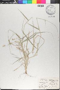 Aegopogon cenchroides image