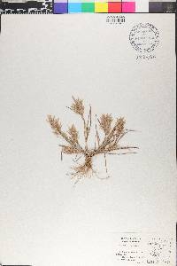 Eragrostis vahlii image