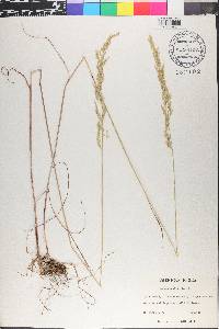 Poa secunda var. scabrella image