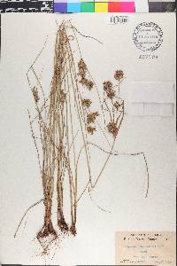 Cyperus schweinitzii image