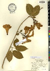 Bignonia aequinoctialis image