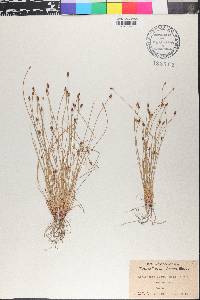 Eleocharis ovata image