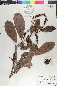 Coccoloba floribunda image