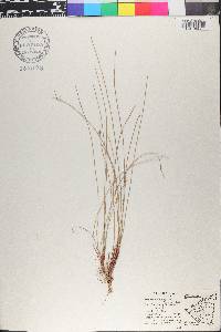 Eleocharis pachystyla image