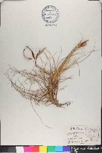 Tillandsia schiedeana image