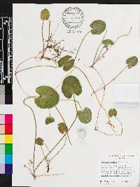 Centella asiatica image