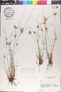 Cyperus flavescens image