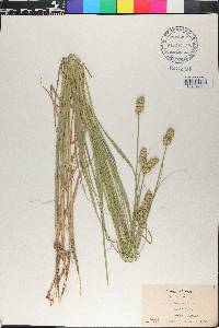 Carex cristatella image