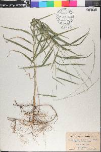 Muhlenbergia sobolifera image