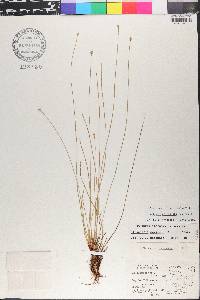 Eleocharis geniculata image