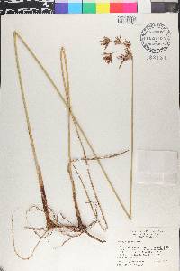 Cyperus articulatus image